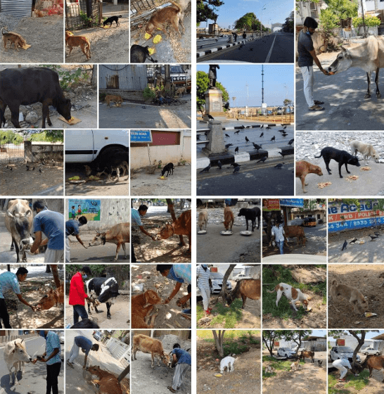 MAATRAM EDUCATIONAL AND CHARITABLE TRUST FEEDING FOODS FOR BIRDS, COWS AND DOGS DURING COVID PERIOD