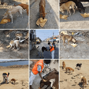 FEEDING FEW DOGS AND COW'S (COVID 19)