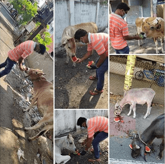 FEEDING FEW COW'S (COVID 19)