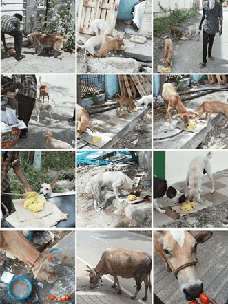 FEEDING FEW DOGS & COW'S (COVID 19)