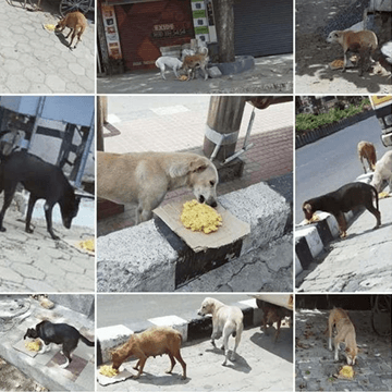 MAATRAM TRUST FEEDING FEW DOGS & COW'S (COVID 19)