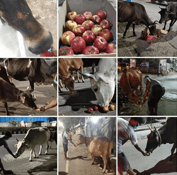 MAATRAM TRUST FEEDING FEW COW'S (COVID 19)