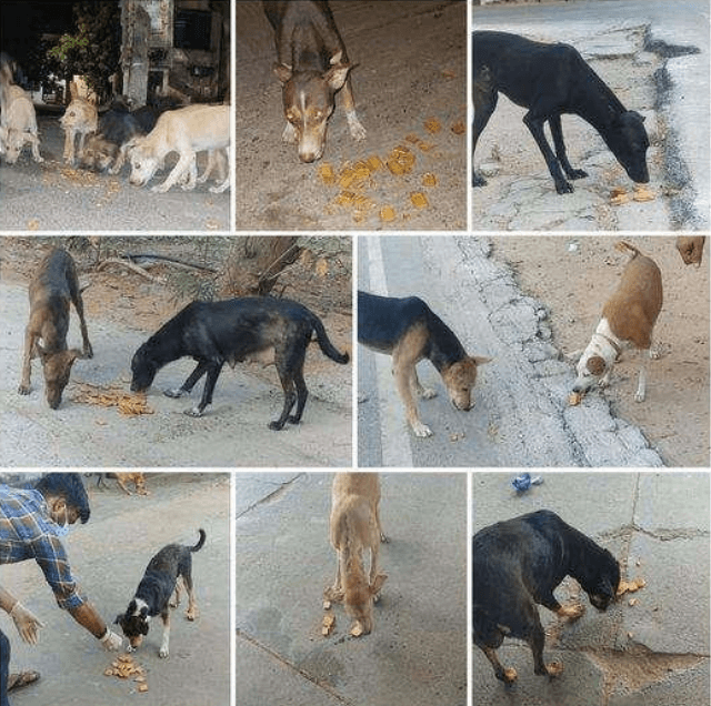 MAATRAM TRUST FEEDED FOR DOGS IN THIS PANDEMIC SITUATION.