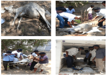 Pregnant Cow Rescued 17-Mar-2013