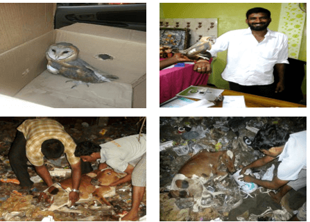 Precious OWL and CALF rescued by Maatram rescue Team   29th March  2013	6th April  2013