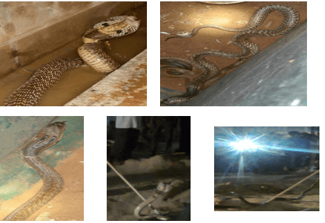 A massive 6.5 -foot-long Cobra was rescued