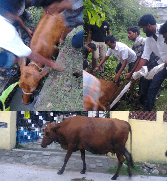 Pregnant Cow Rescued.