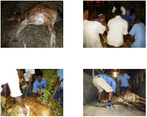 Pregnant Cow Recovery