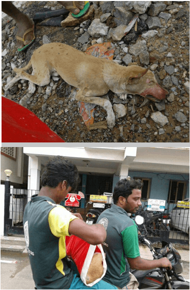 RESCUED STREET DOG