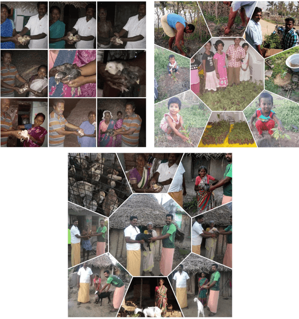GAJA CYCLONE RELIEF Given Goats, Hens and 1500 plants