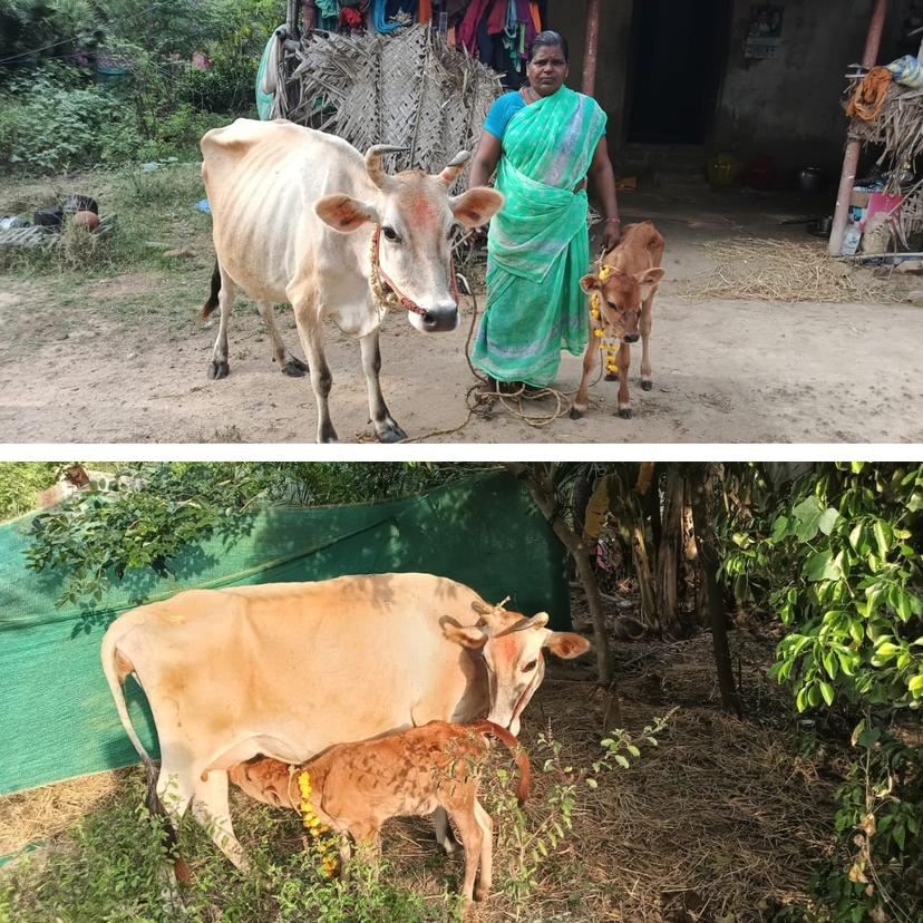 Maatram Provides Milking Cow and Calf to Widow Beneficiary in Mannargudi for Sustainable Livelihood Support